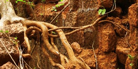 Your Guide to Cutting Tree Roots – Tree Removal