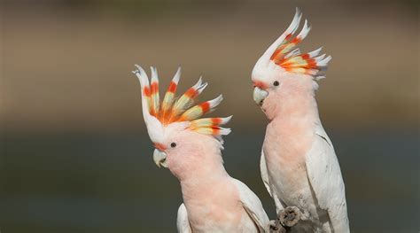 Pink Cockatoo - BirdLife Australia