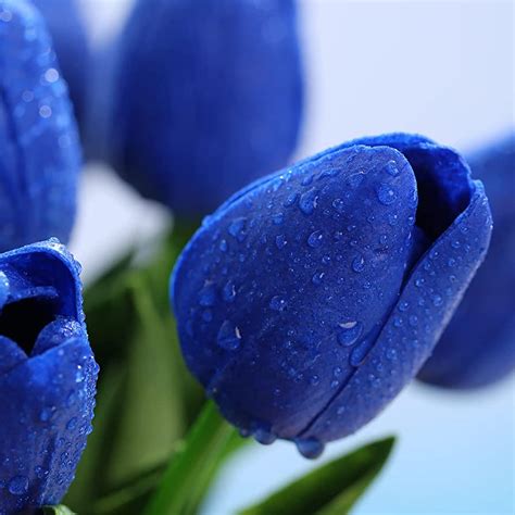 Blue Tulips Wallpapers - Top Free Blue Tulips Backgrounds - WallpaperAccess