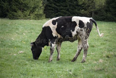 Dirty cow stock image. Image of manure, livestock, dairy - 40679559