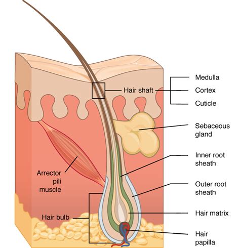 Accessory Structures of the Skin | Anatomy and Physiology I