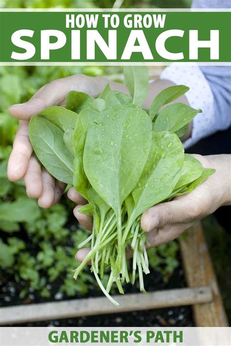 Spinach Going To Flower | Best Flower Site