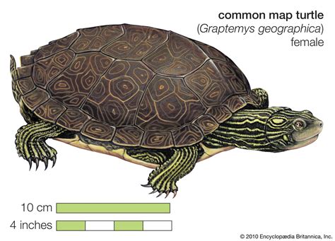 Terrapins And Turtles The Difference