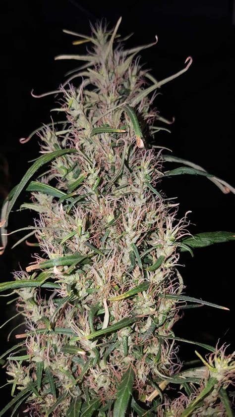 A Guide to Growing Sativa Strains Indoors | Grow Weed Easy