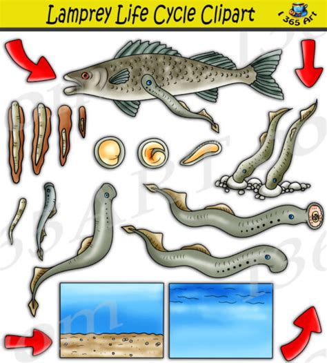 Lamprey Life Cycle Clipart Set Download - Clipart 4 School