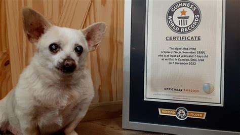 A 23-year-old abandoned chihuahua named world's oldest dog | indy100