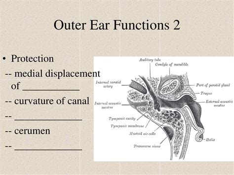 PPT - The Outer Ear PowerPoint Presentation, free download - ID:1443833