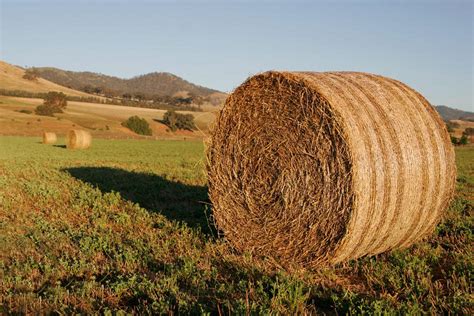 Cost of fodder bites into dairy production - The Namibian Farmer