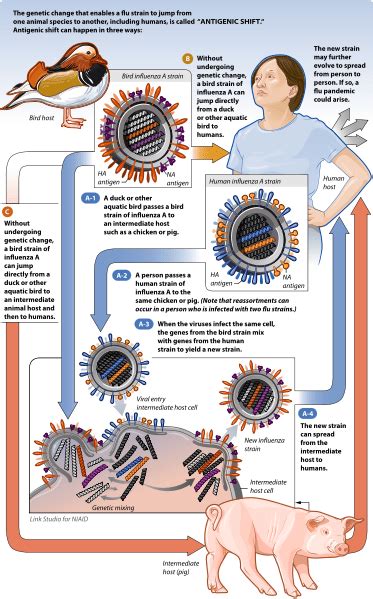 Difference Between Antigenic Drift and Antigenic Shift | Compare the ...