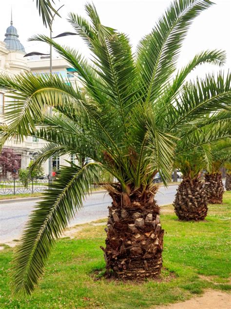 Pygmy Date Palm Companion Plants - Dwarf Date Palm 8" Pot - Hello Hello ...