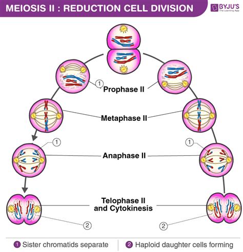 Genetic Makeup Of Daughter Cells In Meiosis | Saubhaya Makeup