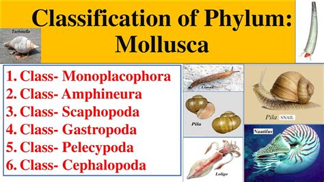 Mollusca