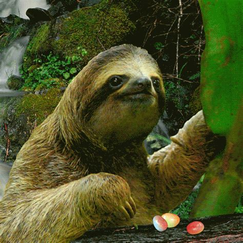 Three Toed Sloth GIFs - Find & Share on GIPHY