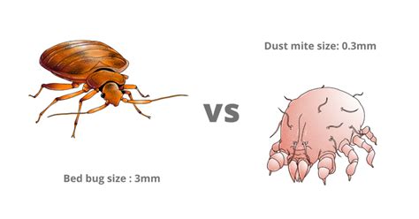 The Difference Between Bed Bugs and Dust Mites - Stuff4Homes