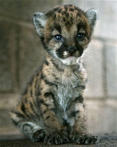 cute-puma-cub | Baby Animal Zoo