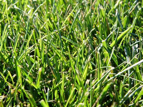 Grass Types: Tall Fescue | Nutri-Lawn