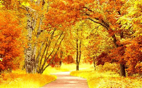 Yellow autumn scenery wallpaper | 1920x1200 | #32578