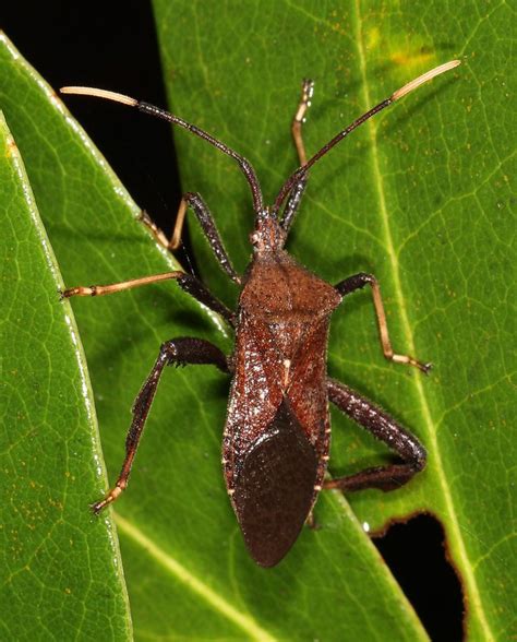 Maryland Biodiversity Project - Acanthocephala terminalis