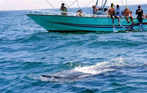 Tiburón Ballena Holbox – Una experiencia increíble - Info Quintana Roo