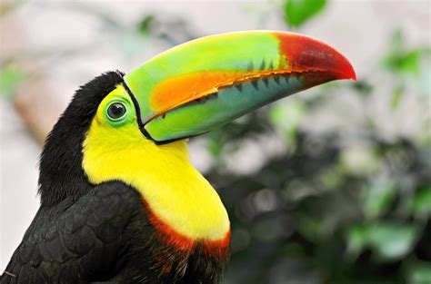 Wallpaper : colorful, yellow, wildlife, beak, toucan, fauna, vertebrate ...