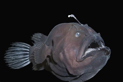 16 Deep Sea Creatures That Live in Total Darkness