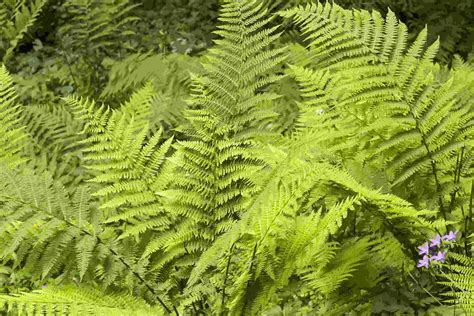 Pteridophytes - Biology Questions and Answers Question And Answer ...