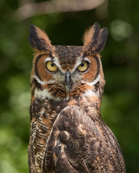 Great horned owl - Simple English Wikipedia, the free encyclopedia