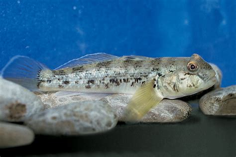 Round goby | Ontario.ca