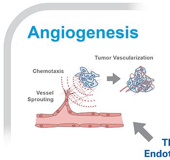 The Endothelial Cell