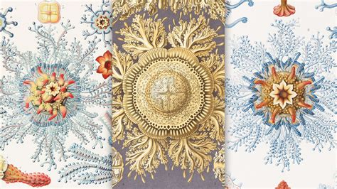 These Gorgeous 19th-Century Drawings Of Microbes Are Science And Art