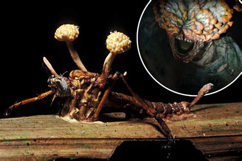 'Last of Us' zombie fungus is real — and just one of many