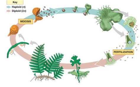 Seedless Vascular Plants Diagram | Quizlet