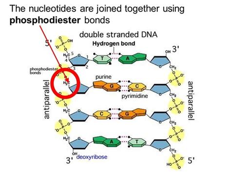 What are the types of bonds found in DNA? - Quora