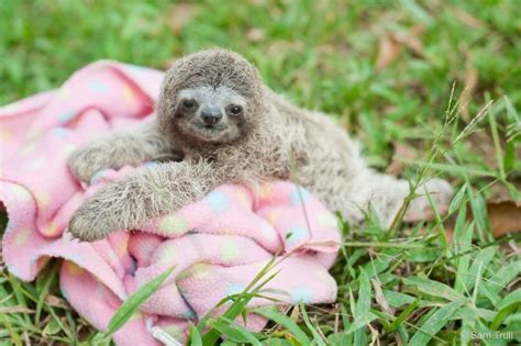 5 sloth facts explained: Swimming, squeaking and more