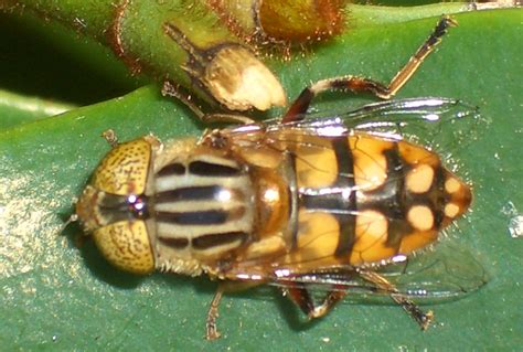 Native Drone Fly from Australia - What's That Bug?