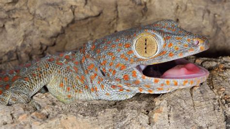 The Tokay Gecko: Species Overview 2024 | Pet Engineers