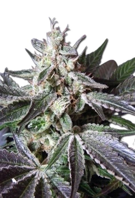 Black Cadillac Autoflower Cannabis Seeds - Rocket Seeds