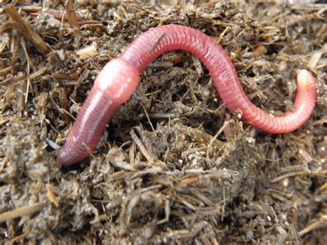 Eisenia Fetida Worms