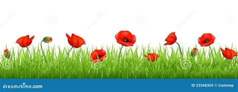 Red Poppy Border stock image. Image of field, background - 23568365