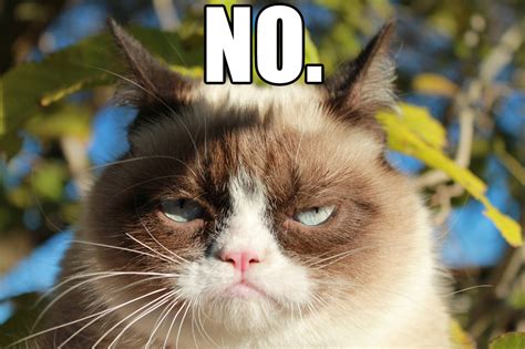 Grumpy Cat No | Grumpy Cat | Know Your Meme