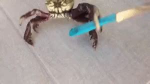 Crab With Knife GIFs | Tenor