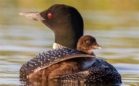 Common Loon | Audubon Field Guide