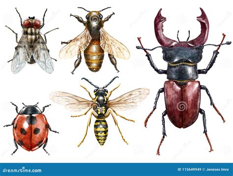 Insect Collection Watercolor Illustration, Isolated on White Stock ...