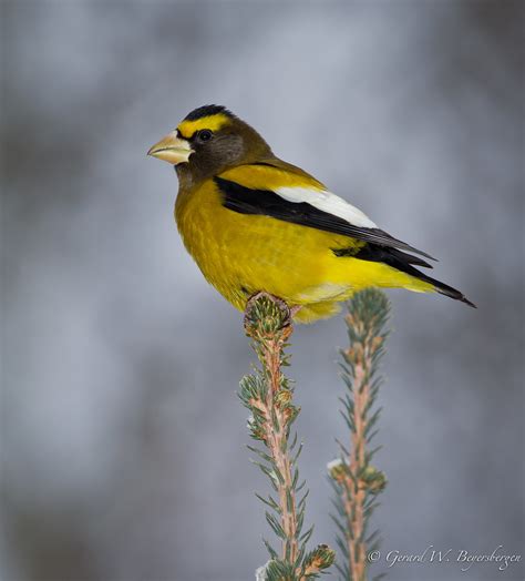 Evening Grosbeak - Male | Evening Grosbeak (Coccothraustes v… | Flickr