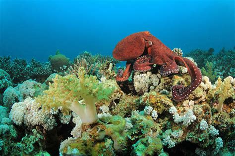 8,300+ Coral Reef Octopus Stock Photos, Pictures & Royalty-Free Images ...