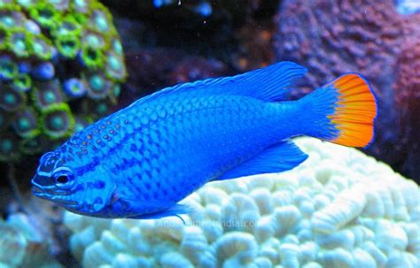 Orangetail Blue Damselfish - Marine Aquarium Fish Tank Filtration