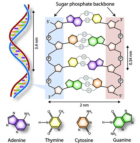 1 Schematic representation of double-stranded DNA. The double helix ...