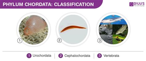 Phylum Chordata - Characteristics, Classification And Examples