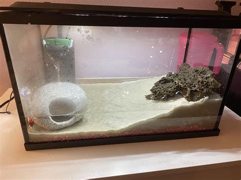 Fiddler Crab Habitat Setup