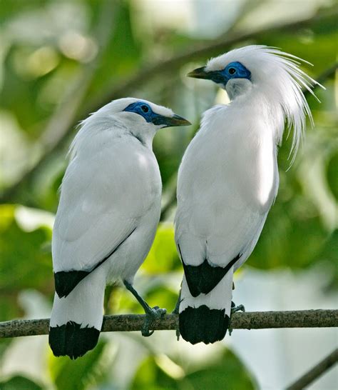 Jalak Bali - Gambar Hewan Fauna Yang Mudah